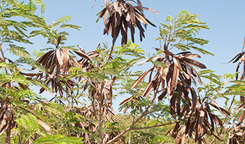 Leucaena tree with seed pods © Darren Fielder 