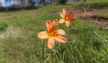 One-leaf cape tulip flower © acallumbushwalks