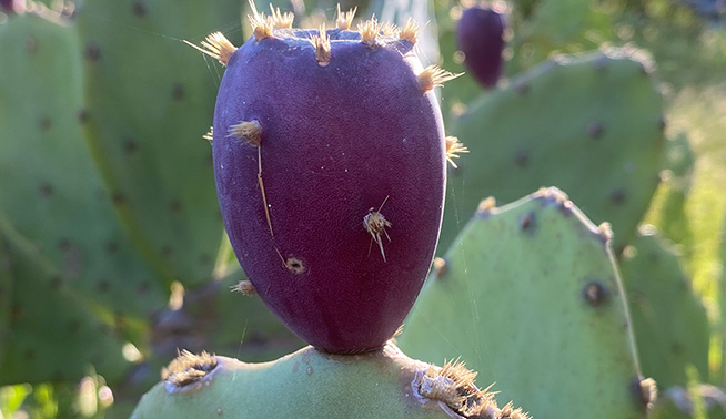 Common Prickly Pear fruit © tmacvean