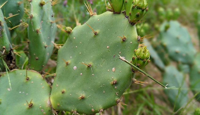 Common Prickly Pear pads © natealator
