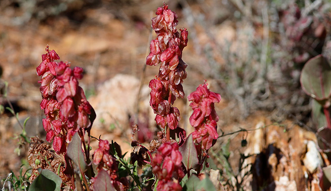 Ruby dock © Flowering plant