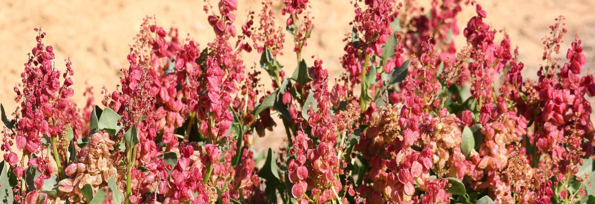 Ruby dock flowering infestation © mscaus