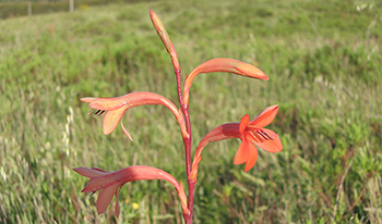 Bulbil watsonia © zebedeugalinha