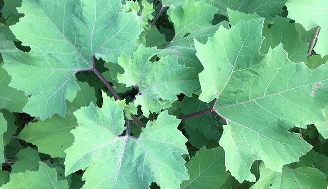 Noogoora Burr leaves © Geoffrey Sinchair 