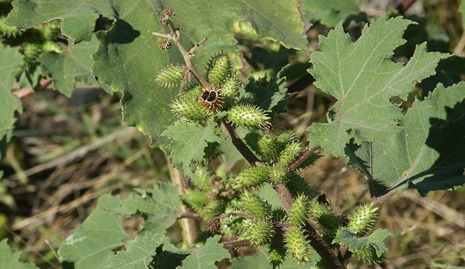 Noogoora Burr © Heather Knowles