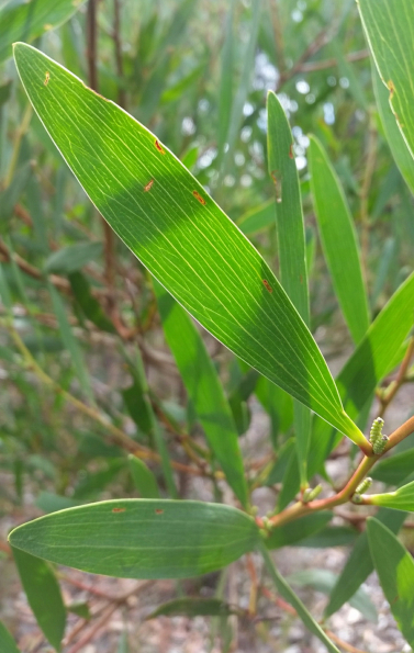 Leaf 