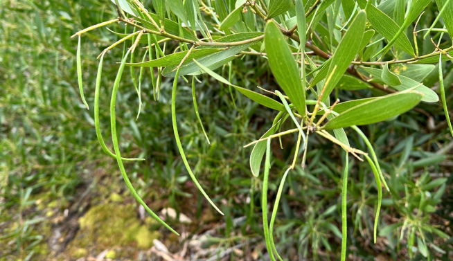 Pods