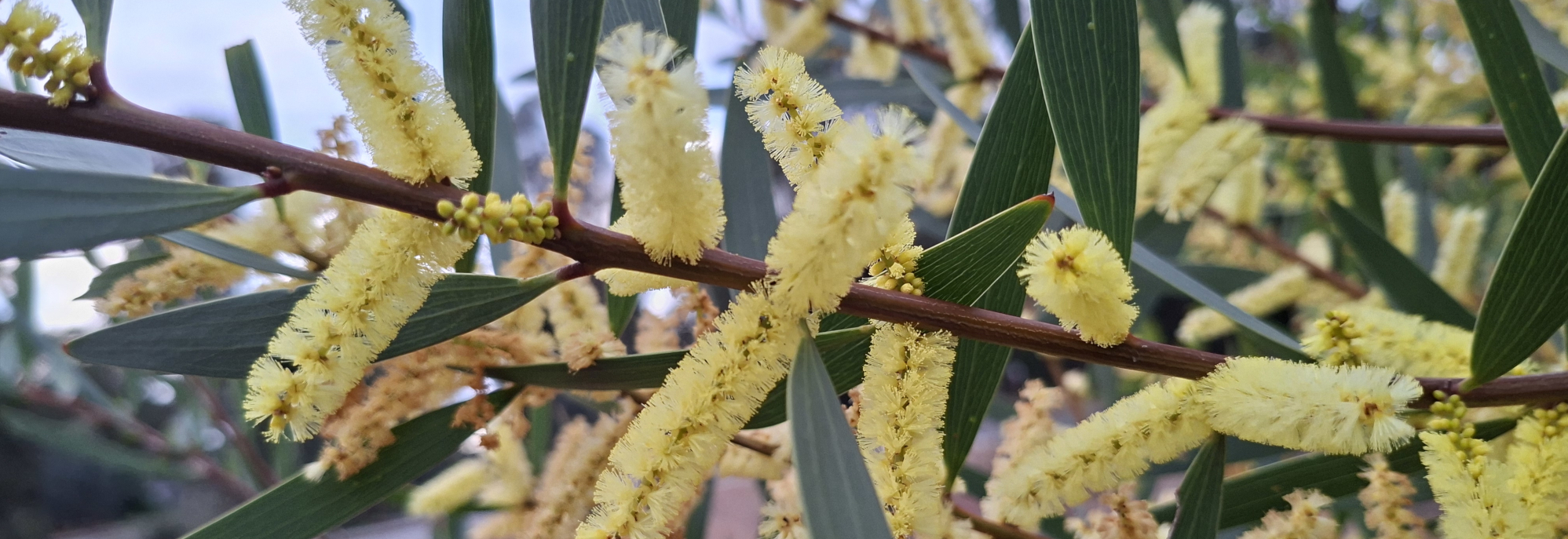 Acacia longifolia (DBCA)