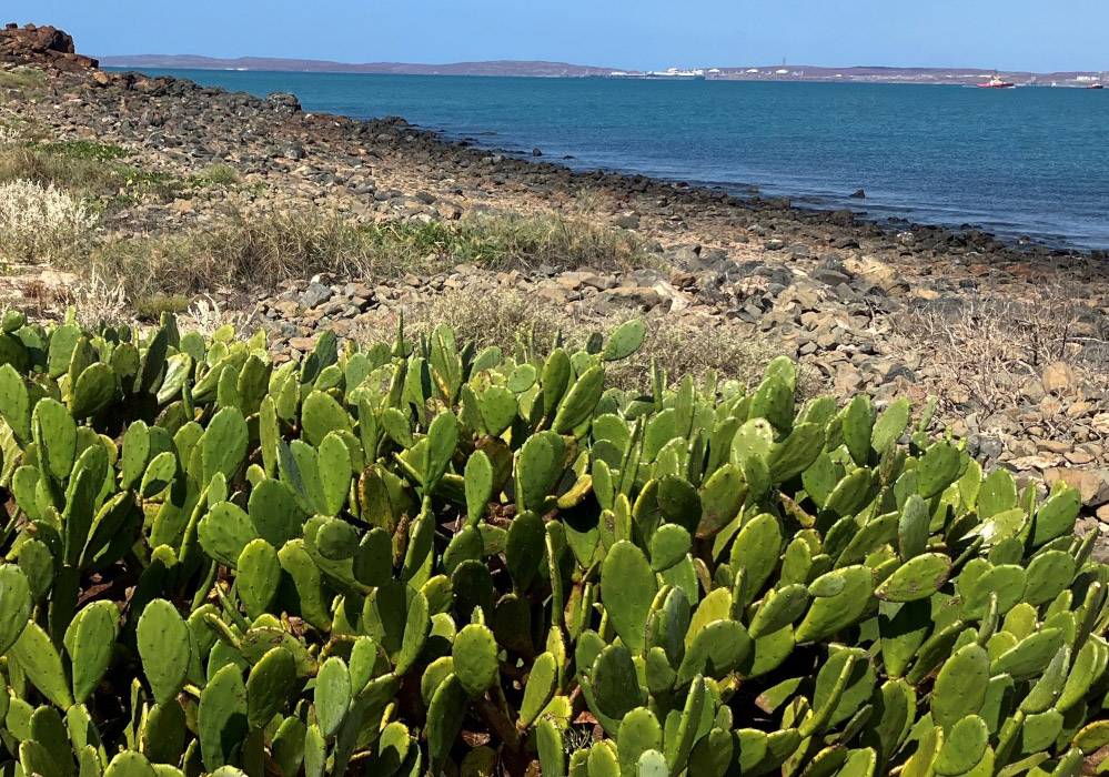 Prickly pear growth on Boiler Rocks