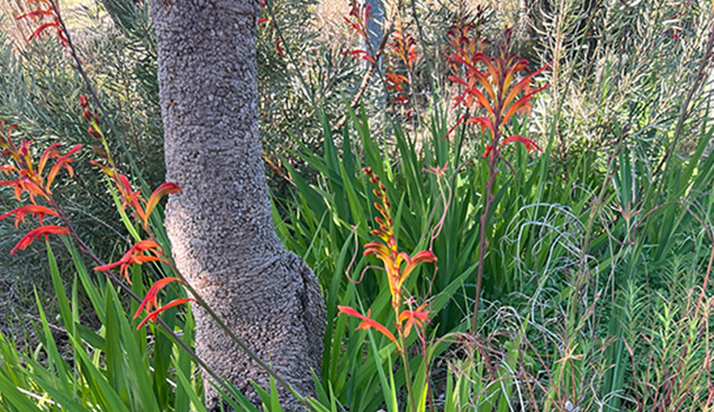 African Flag flowering infestation © Jordan M