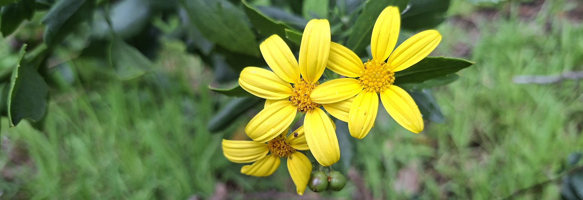 Boneseed flower © DBCA