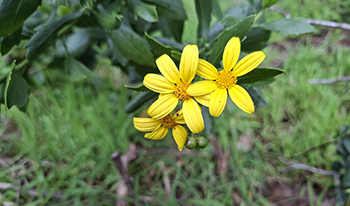 Boneseed flower © DBCA