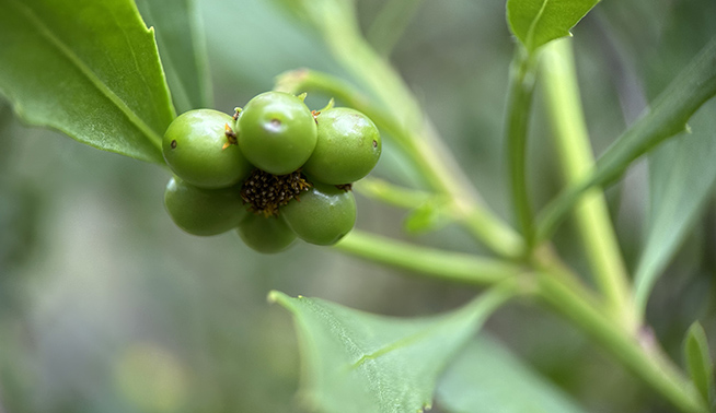 Boneseed fruits © DBCA