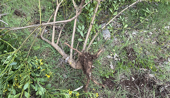 Boneseed mature tree roots © DBCA