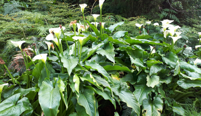 Clump (DBCA)