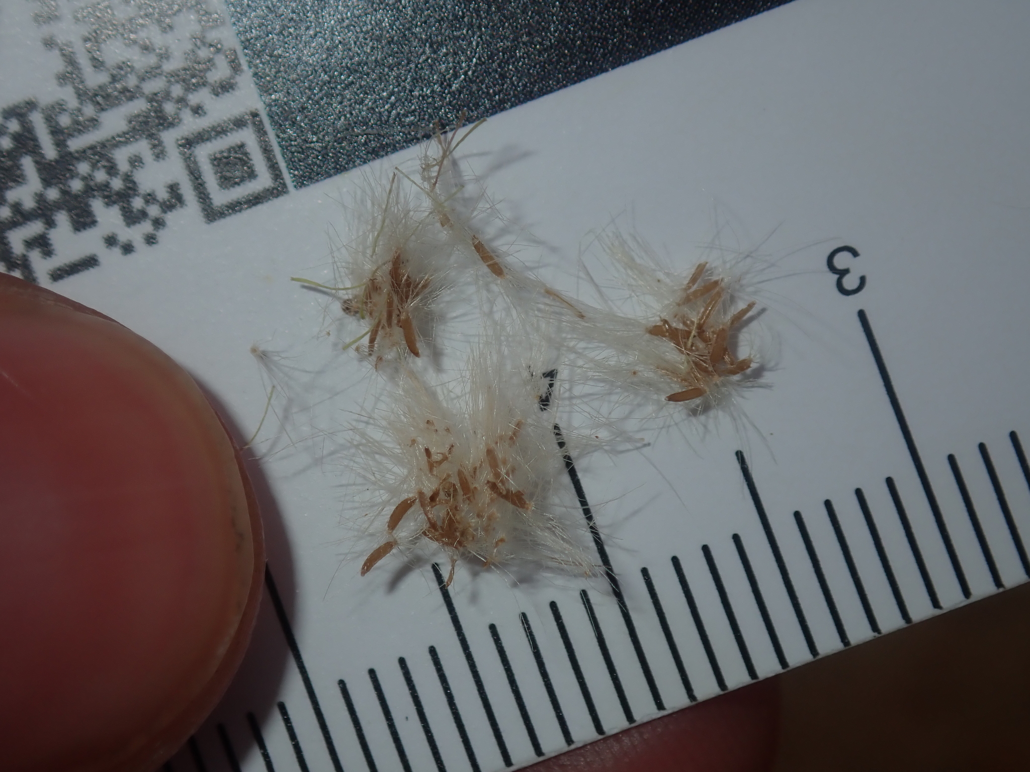 Flaxleaf fleabane seeds close up © Thomas Mesaglio