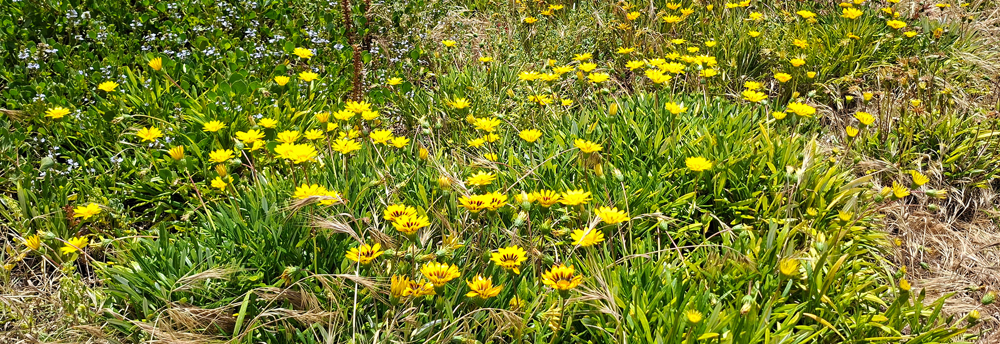 Gazania infestation © DBCA