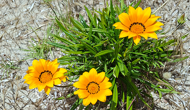 Gazania flowers © DBCA