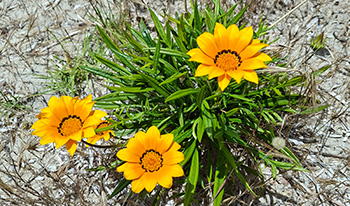 Gazania flowers © DBCA