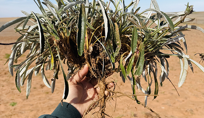Gazania roots © Maira Tanveer