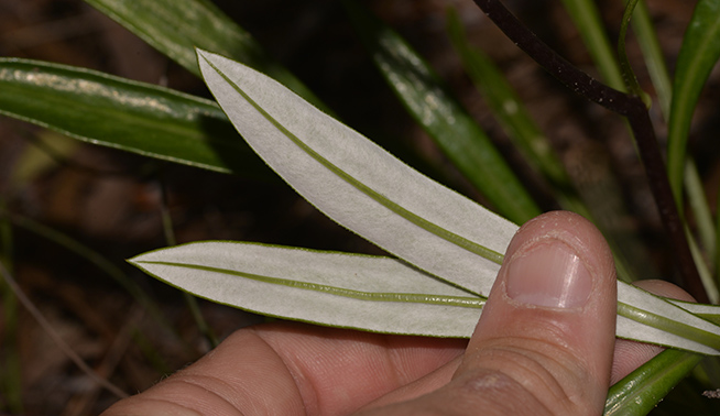 Gazania leaf underside © nicklambert