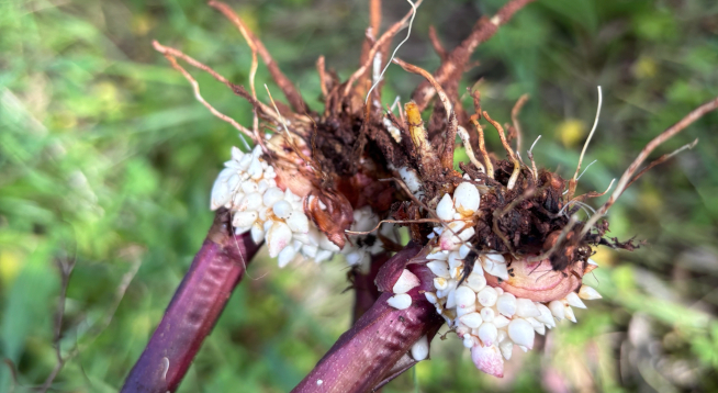 Gladiolus cormlets