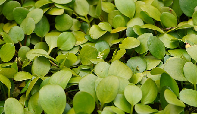 Amazon Frogbit leaves © Reiner Richter 