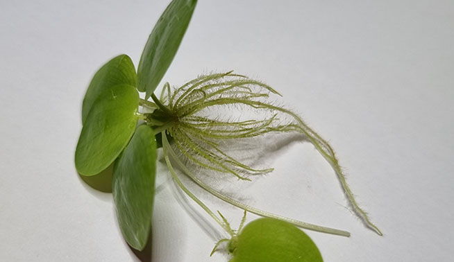 Amazon Frogbit roots ©Selina Durey