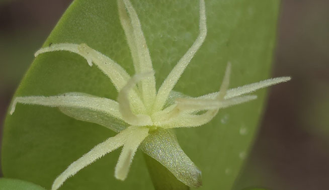 Amazon Frogbit flower © Petra Holland