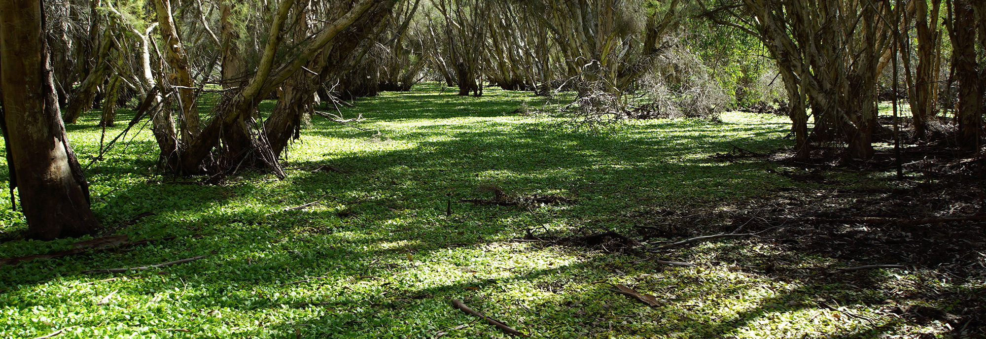 Amazon Frogbit infestation © Petra Holland