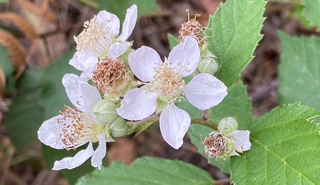 Common blackberry flower © smathichong