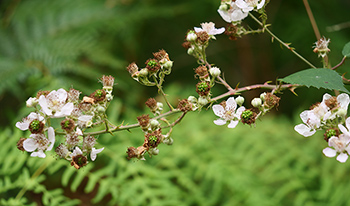 Common blackberry © Keith Morris