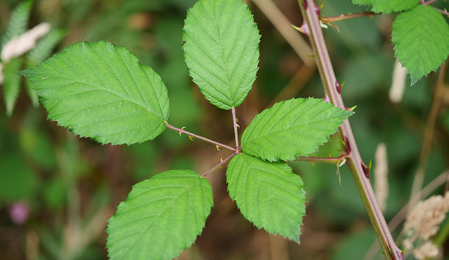 Common blackberry leaves © Keith Morris