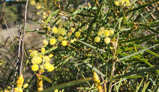 Flower close up - iNaturalist @gemfyre713