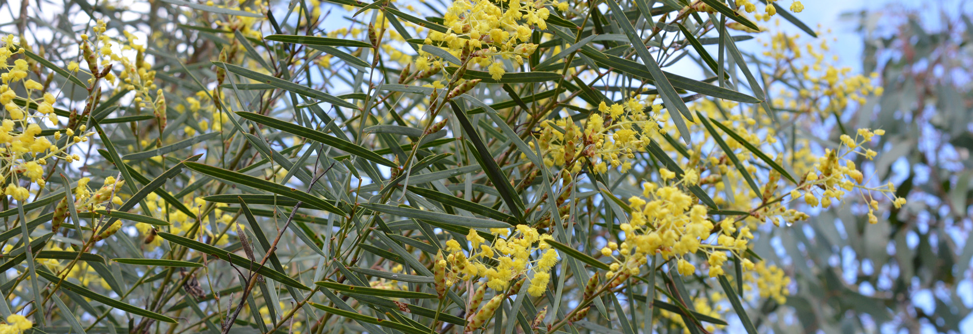 Flowering tree close up © db1973
