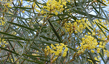 Flowering tree close up © db1973
