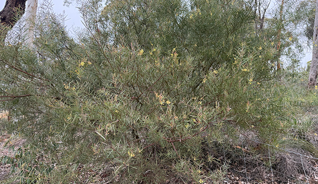 Non flowering  tree - iNaturalist @smathichong