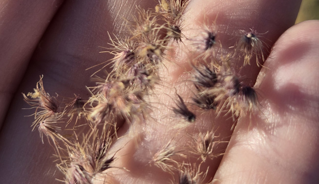 Seed (DBCA)