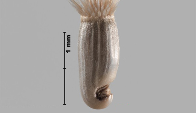 Maltese cockspur seed @ Government of Canada