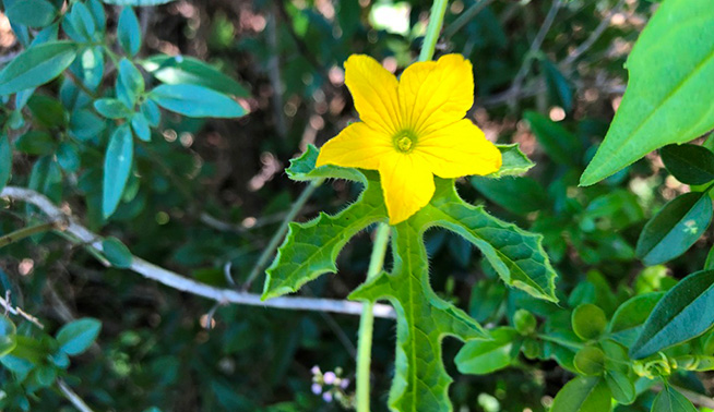 Prickly paddy melon flower © Martin Bennett