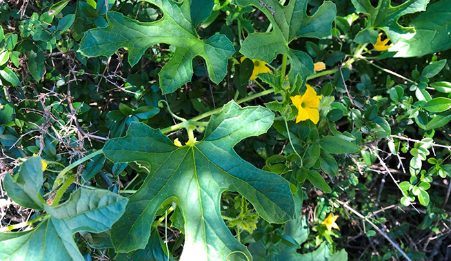 Prickly paddy melon leaf © Martin Bennett
