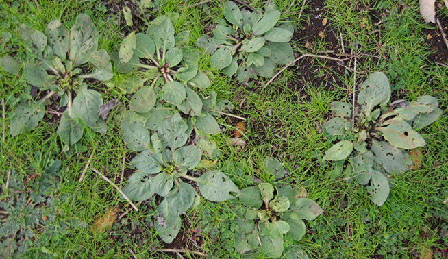 Patterson's Curse basal rosette © Russell Cumming