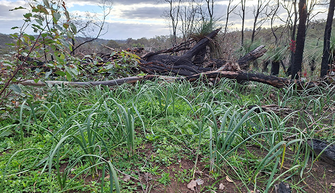 One-leaf cape tulip infestation after fire © DBCA