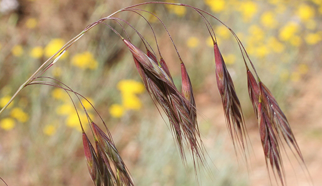  Bromus arenarius © geoffbyrne