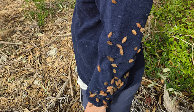 Noogoora Burr burrs sticking to clothing © DBCA