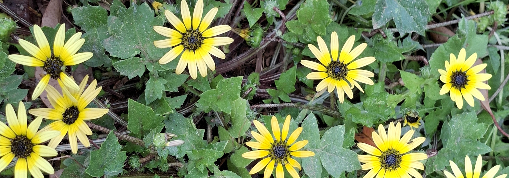 Flowers (DBCA)