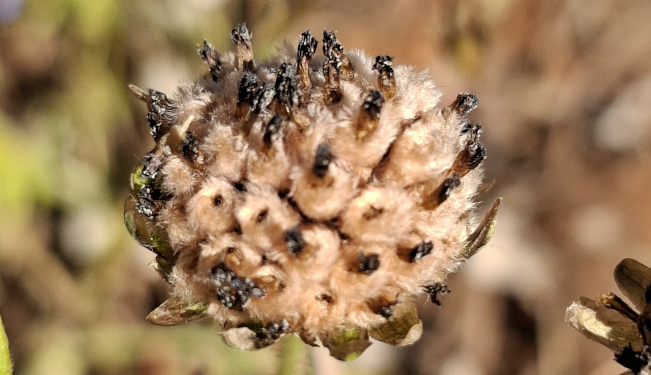 Spent flower head (DBCA)
