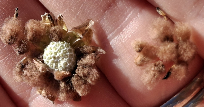 Seed