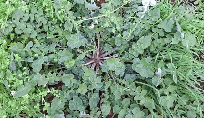 Leaves (DBCA)