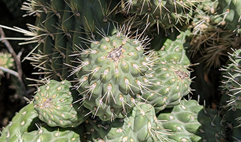 Boxing clove cactus - Andy Steed 